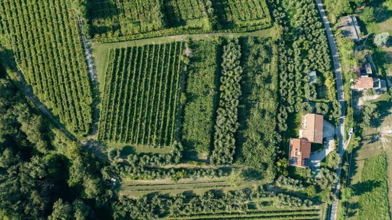 Lake Garda: Tour with 4 Olive Oil Tasting & Local Food - Exploring the Experience