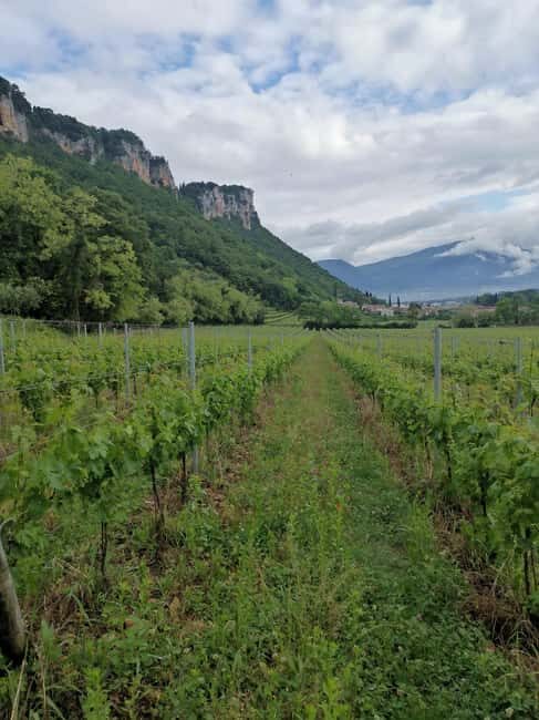 LAKE GARDA: VINEYARD AND WINERY TOUR - An Authentic Lake Garda Wine Experience