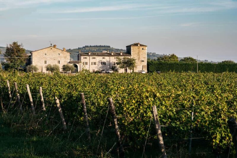 LAKE GARDA: VINEYARD AND WINERY TOUR - The Cellar Visit