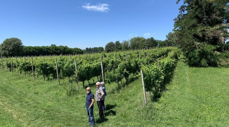 Lake Garda: Vineyards Tour and Wine Tasting - Final Thoughts