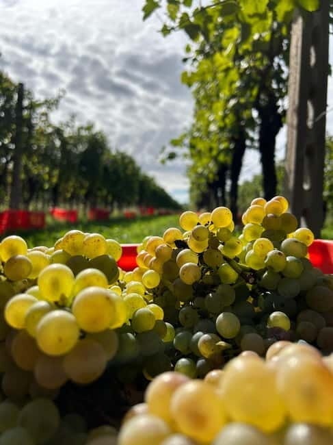 Lake Garda: Wine Tasting and Myths Tour with Local Snacks - A Closer Look at the Tour Experience