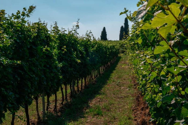 Lake Garda: Winery Tour & Wine Tasting with Local Delicacies - FAQs