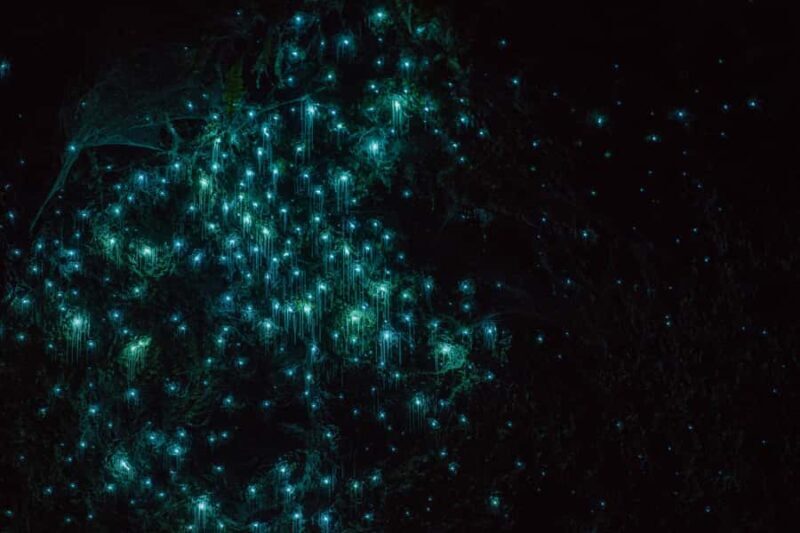 Lake Karapiro: Evening Kayak Glowworm Tour - What to Expect on Your Kayak Adventure