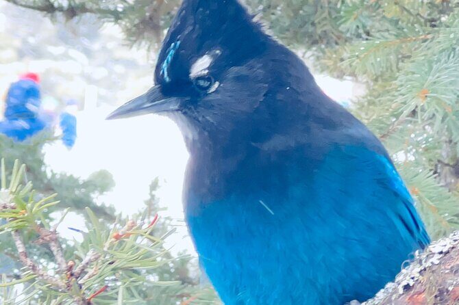 Lake Louise, Moraine Lake, Emerald Lake and Johnston Canyon Tour - The Value of the Experience