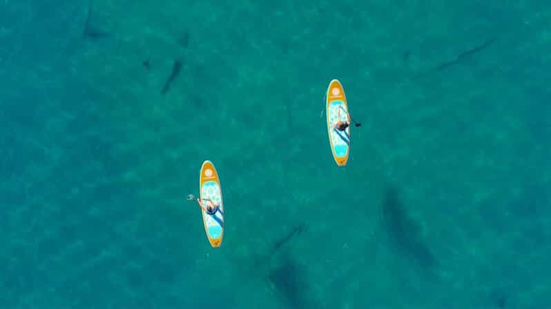 Lake Mead: Paddle Board Rental - An In-Depth Look at the Lake Mead Paddleboard Experience