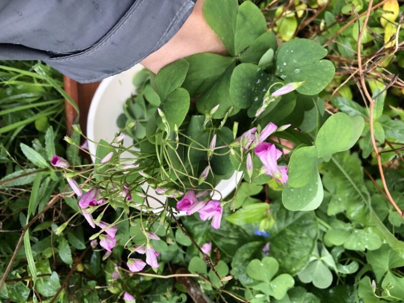 Lake Nemi: Herbs of the Moon Sensory Farm Visit - Key Points