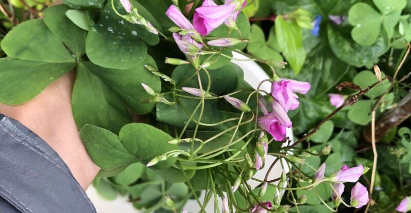 Lake Nemi: Herbs of the Moon Sensory Farm Visit - Exploring the Herbs of the Moon Farm: What You Can Expect