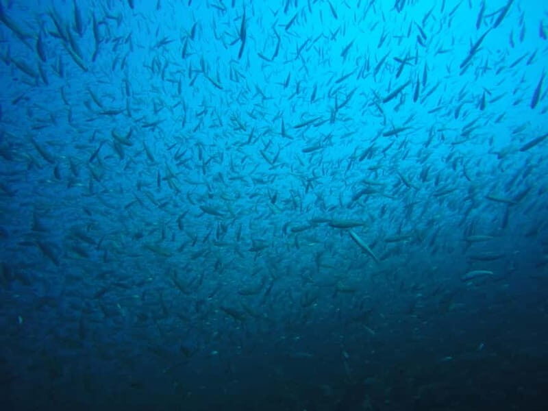 Lake Ohrid: Try Diving at the Bay of the Bones - FAQs