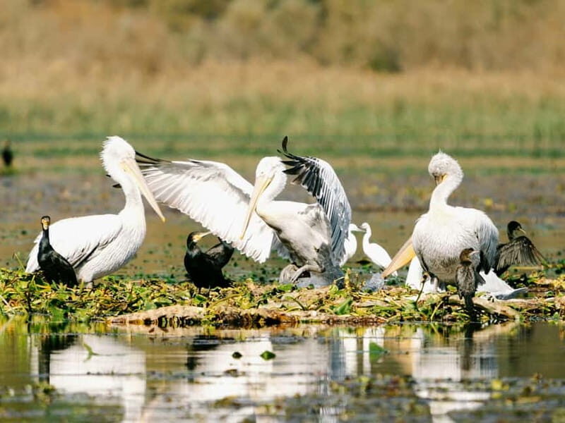 Lake Skadar: Early-morning Birdwatching and Photography Tour - Key Points