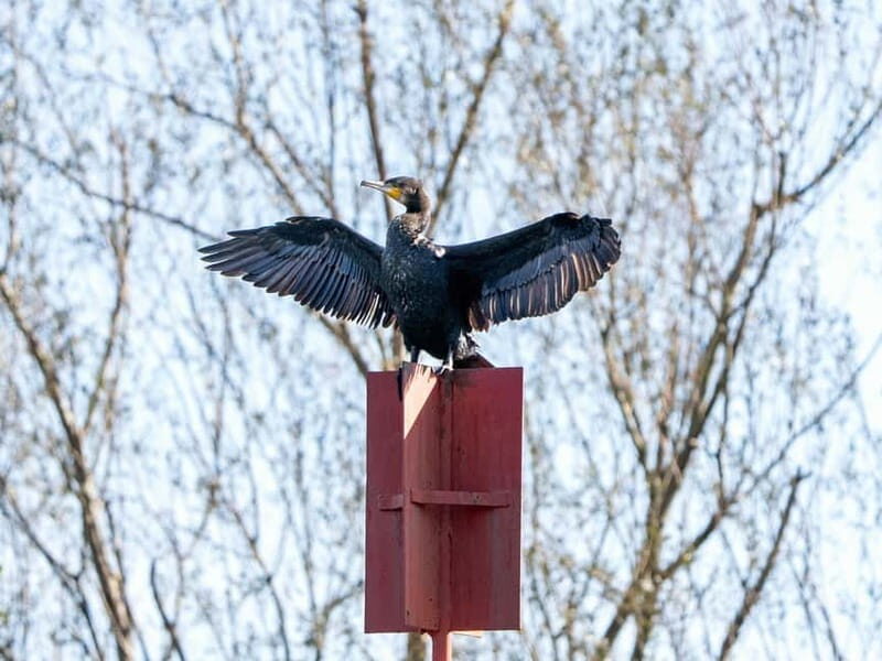 Lake Skadar: Early-morning Birdwatching and Photography Tour - The Experience: What to Expect on This Birdwatching Tour