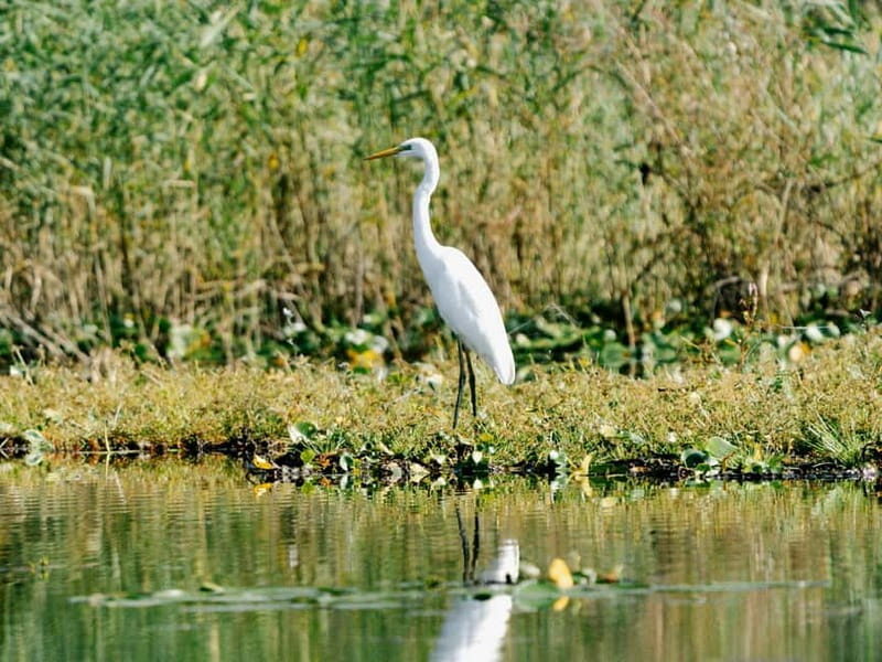 Lake Skadar: Early-morning Birdwatching and Photography Tour - Why This Tour Offers Great Value