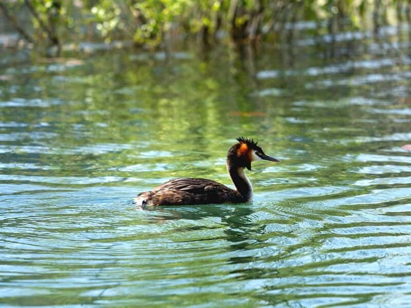 Lake Skadar: Early-morning Birdwatching and Photography Tour - Who Should Consider This Tour?