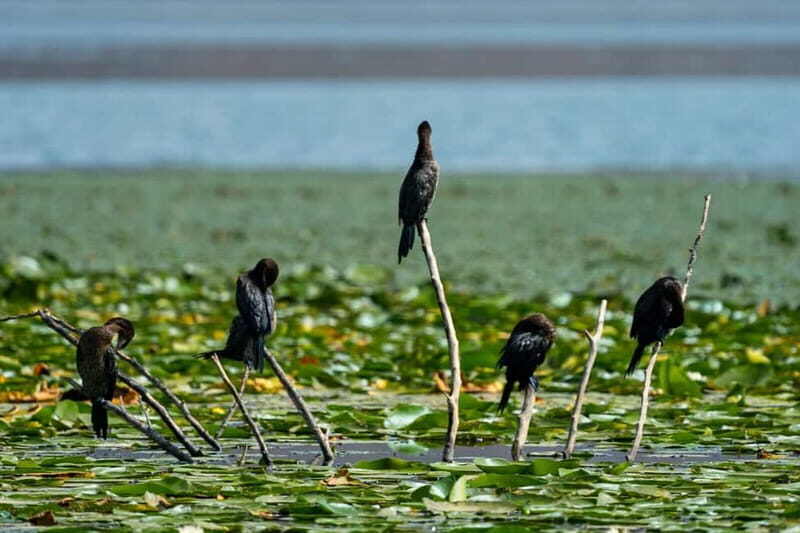 Lake Skadar: Early-morning Birdwatching and Photography Tour - Frequently Asked Questions