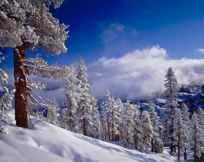 Lake Tahoe: Scenic Snowshoe Tour in a Winter Wonderland - What Reviewers Say