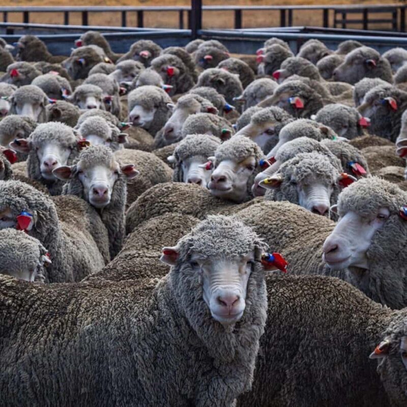 Lake Tekapo Scenic 4WD Cass Valley Wilderness Tour - The Practicalities: What to Expect and Considerations