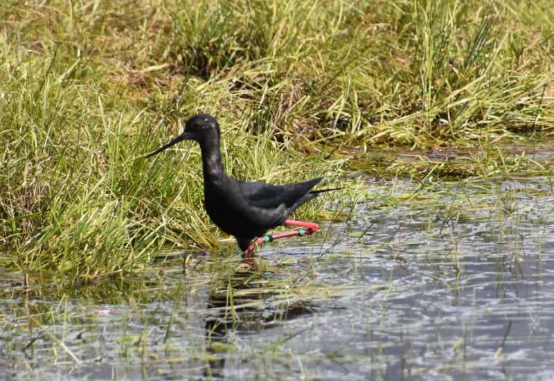Lake Tekapo Scenic 4WD Cass Valley Wilderness Tour - FAQ about the Lake Tekapo Scenic 4WD Cass Valley Wilderness Tour
