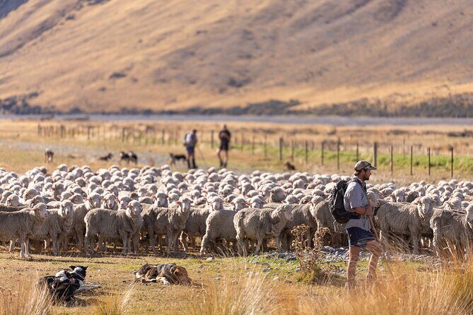 Lake Tekapo Scenic Wilderness Cass Valley Tour - The Sum Up