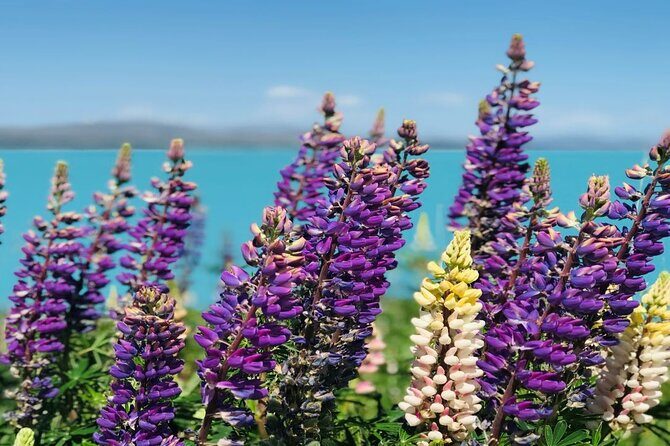 Lake Tekapo to Mt Cook One-Way Small Group Tour - What We Love About This Tour