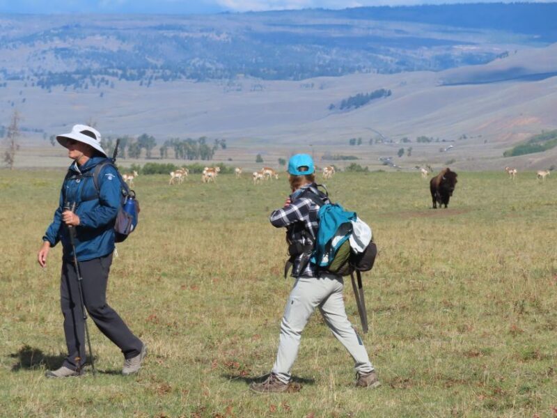 Lamar Valley: Safari Hiking Tour with Lunch - Key Points