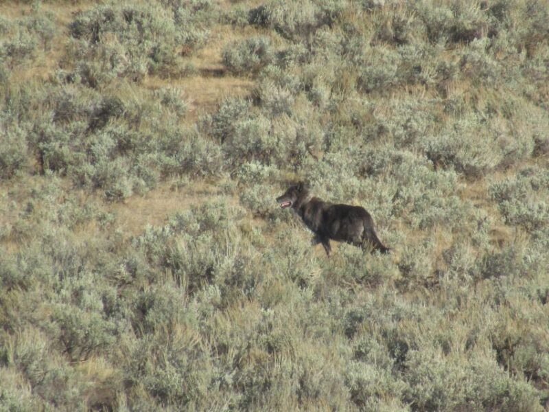 Lamar Valley: Safari Hiking Tour with Lunch - FAQ