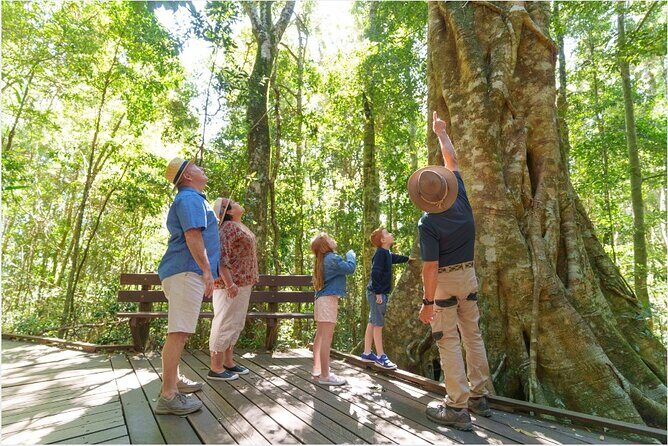 Lamington National Park, O'Reilly's & Vineyard Tour - Introduction: The Allure of Hinterland Adventures