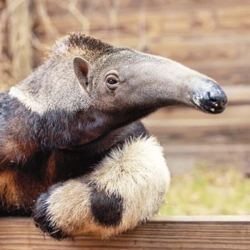 Lamont: Anteater Encounter at North Florida Wildlife Center - Final Thoughts