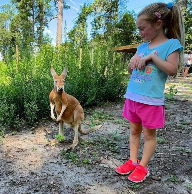 Lamont: Kangaroo Encounter at North Florida Wildlife Center - Key Points