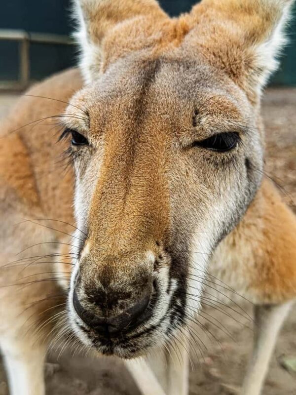 Lamont: Kangaroo Encounter at North Florida Wildlife Center - Introducing the Experience