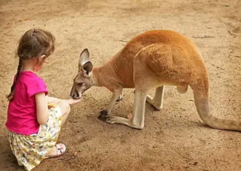 Lamont: Kangaroo Encounter at North Florida Wildlife Center - What Makes This Tour Stand Out?