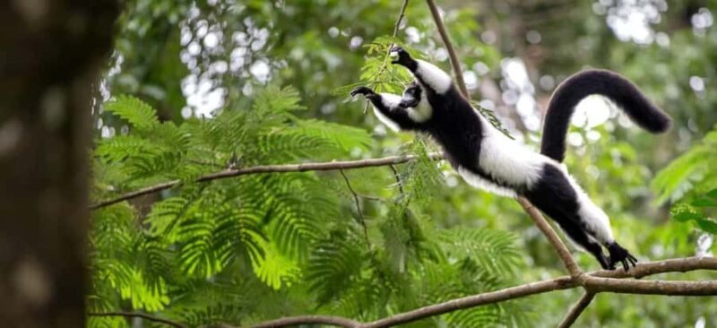 Lamont: North Florida Wildlife Center Guided Tour - Lamont: North Florida Wildlife Center Guided Tour — An Authentic Wildlife Experience