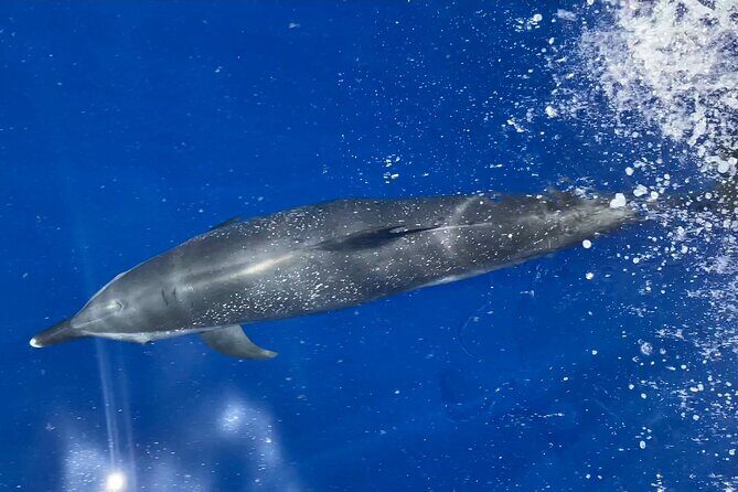 Lana'i Snorkel And Dolphin Quest with Maui Turtle Spot Tour - Key Points