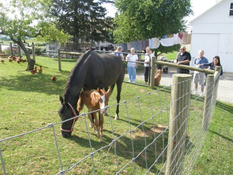 Lancaster: Amish Experience Visit-in-Person Tour of 3 Farms - Who Should Consider This Tour?