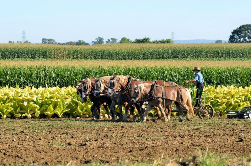 Lancaster County: Amish Farmlands, Museum Tour, Farm Visit - Who Will Love This Tour?