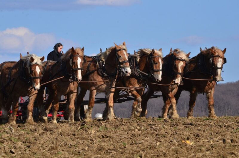 Lancaster County: Amish Farmlands, Museum Tour, Farm Visit - Final Thoughts