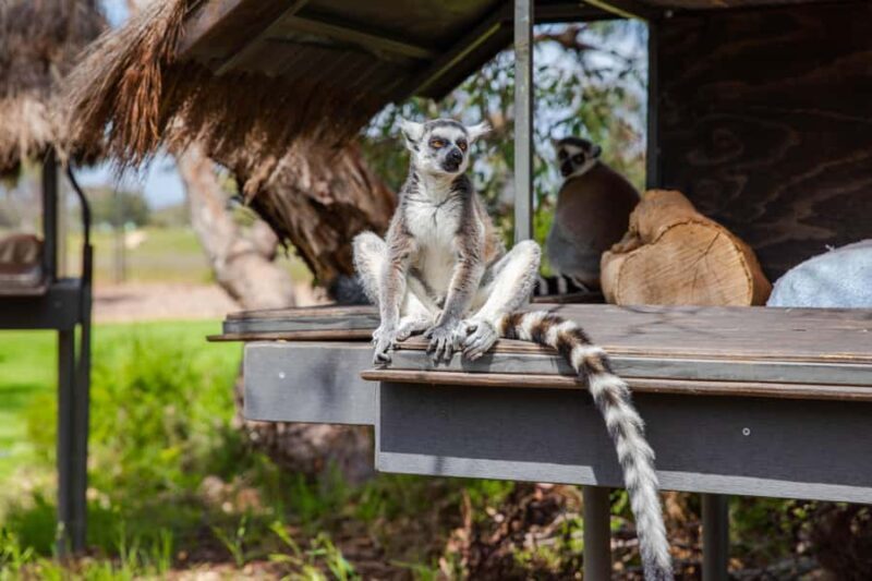 Land of the Lemurs Experience & a Day at Monarto Safari Park - Key Points