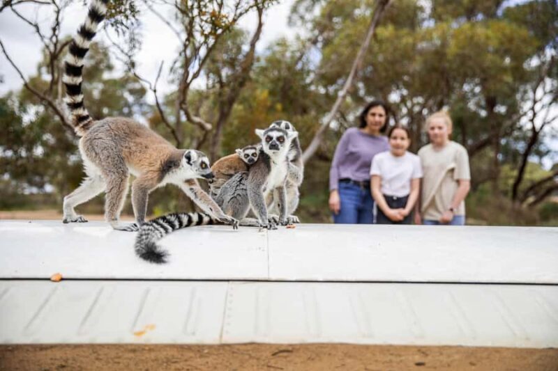 Land of the Lemurs Experience & a Day at Monarto Safari Park - Practical Tips for Visitors