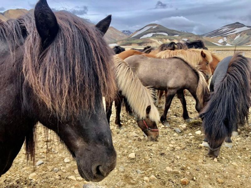 Landmannalaugar Jeep Tour - What You Can Expect on the Landmannalaugar Jeep Tour