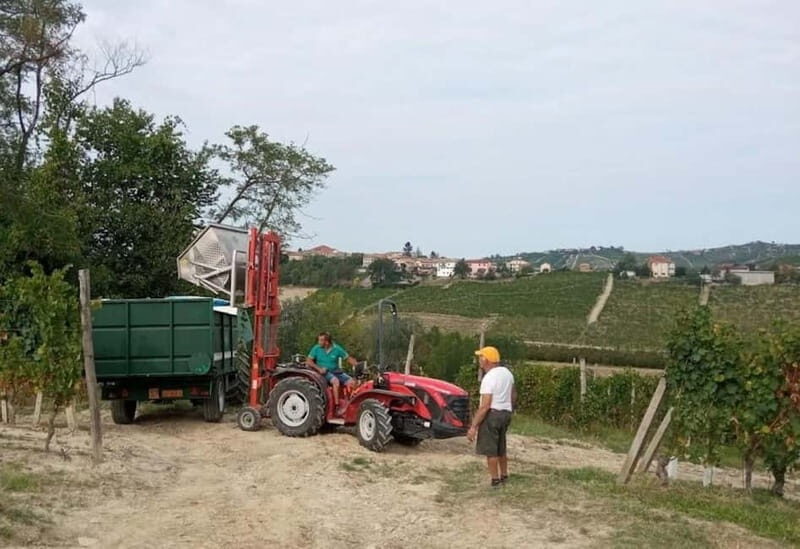 Langhe: grape seasons. Winery and vineyard tour with tasting - Key Points