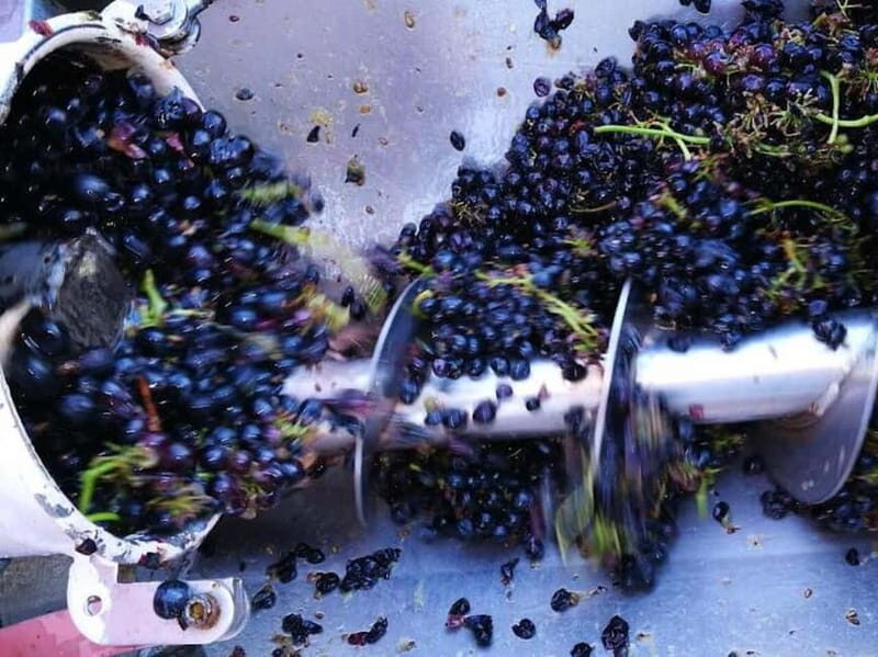 Langhe: grape seasons. Winery and vineyard tour with tasting - Final Thoughts