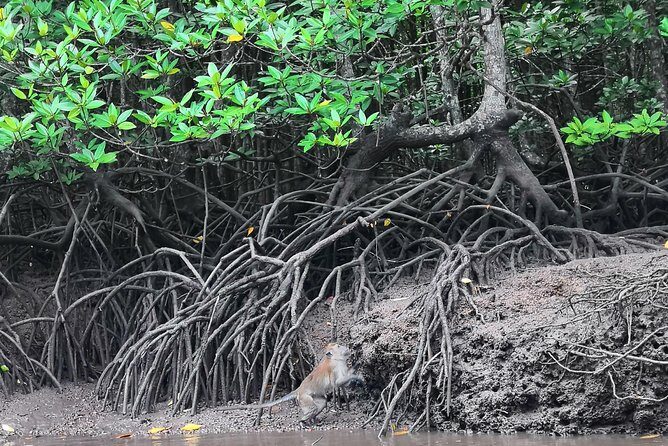Langkawi Half Day Mangrove Tour - Sharing Basis - Introduction: A Natural Waterway Adventure