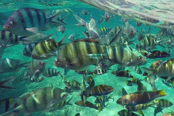Langkawi Tour A - Land Tour & Pulau Dangli Snorkeling - Final Thoughts