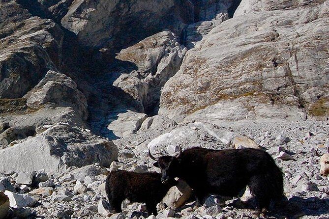 Langtang Valley Trek  11 DAYS - Who Should Consider This Trek?