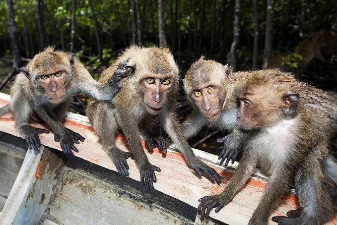 Lanta Mangrove Tour with Sea Cave Kayaking at Koh Talabeng - What Travelers Say: Authentic Insights from Reviews