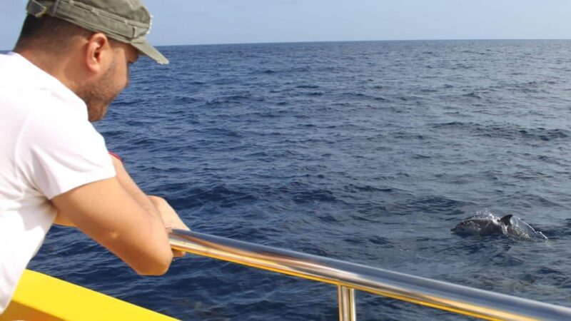 Lanzarote: 2.5-Hour Sunset and Dolphins Cruise - A Detailed Look at the Lanzarote Sunset and Dolphins Cruise