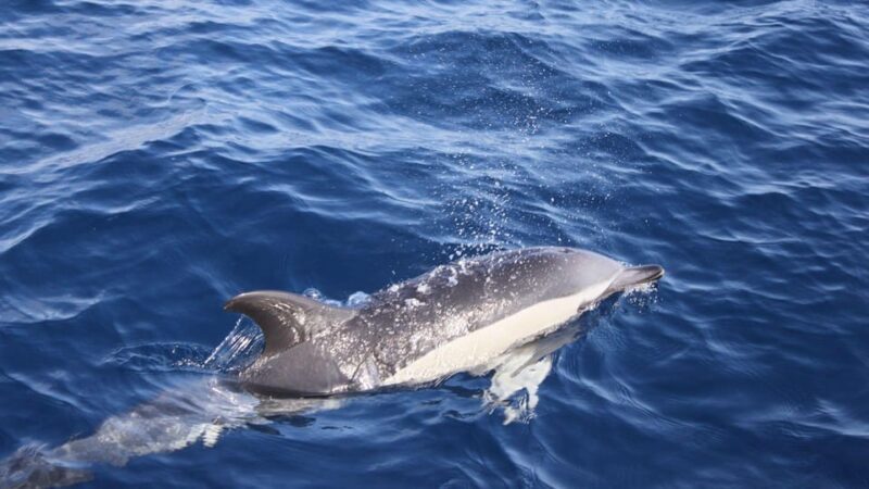 Lanzarote: 2.5-Hour Sunset and Dolphins Cruise - Who Should Book This Tour?