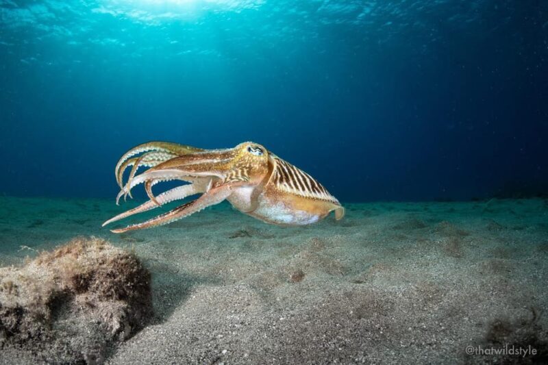 Lanzarote: 2 Guided Dives (Certified Divers Only) - Key Points