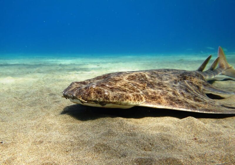 Lanzarote: 2 Guided Dives (Certified Divers Only) - Introduction: What to Expect from This Lanzarote Dive Tour