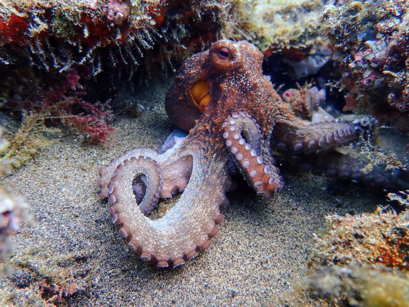 Lanzarote: 2 Guided Dives (Certified Divers Only) - The Guides and Experience Quality