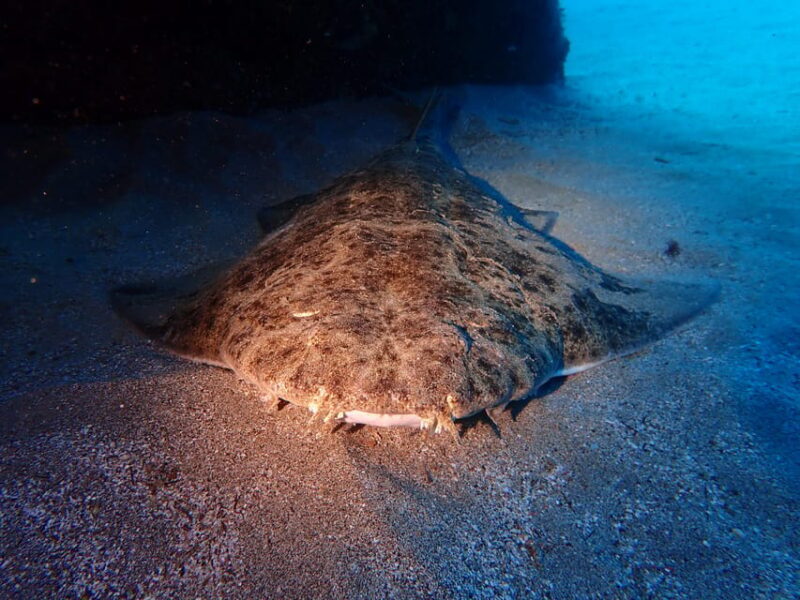 Lanzarote: 2 Guided Dives (Certified Divers Only) - The Sum Up: Who Should Consider This Tour?