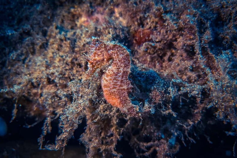 Lanzarote: Beginner Try Scuba Diving Costa Teguise (2 dives) - Key Points